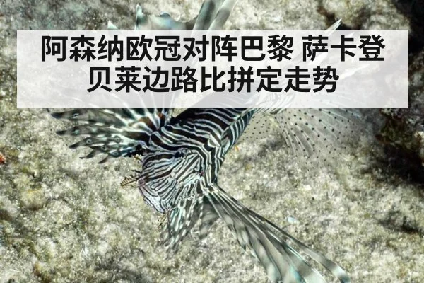 阿森纳欧冠对阵巴黎 萨卡登贝莱边路比拼定走势